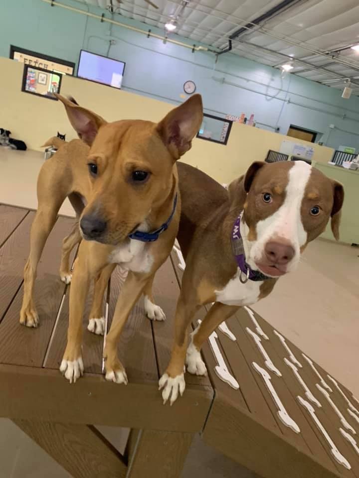 TailWaggers Doggy Daycare - Menasha